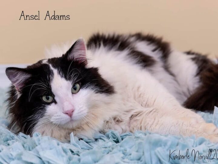 Fostering Saves Lives: Featuring Ansel Adams