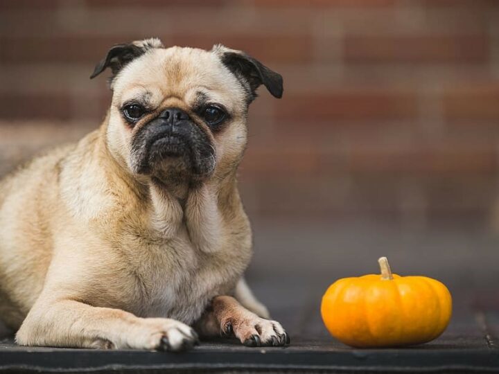 Top 3 Dog Treat Recipes with Pumpkin