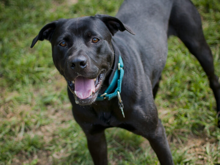 Doggie Date Day Series: Archie