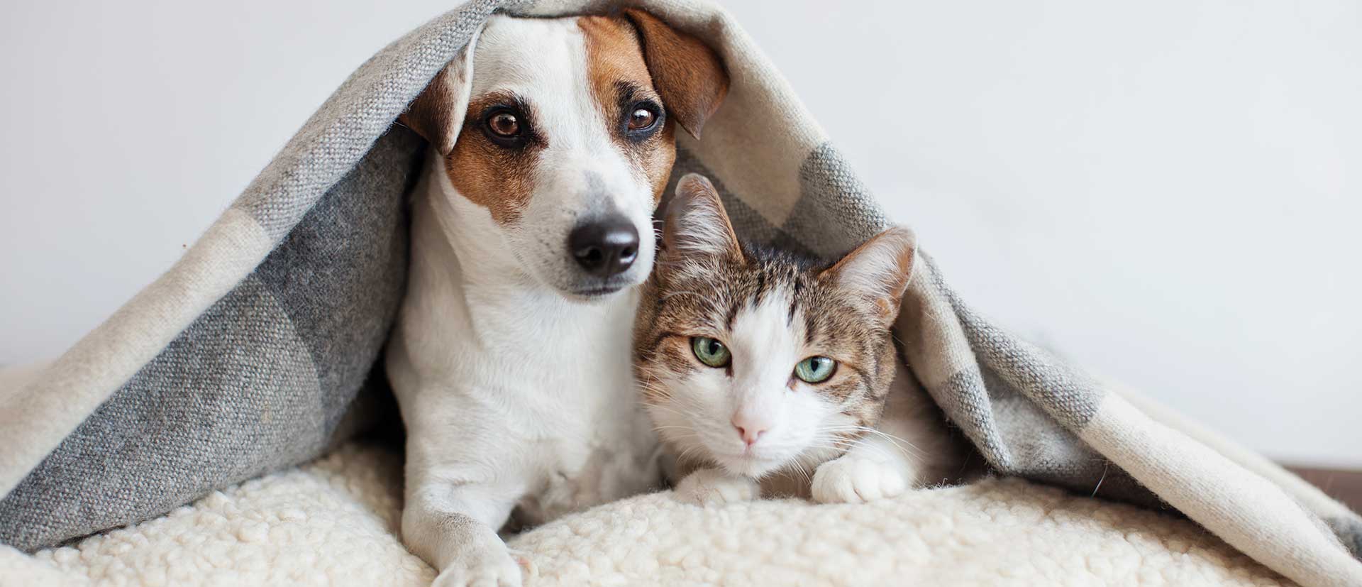 dog and cat in blanket